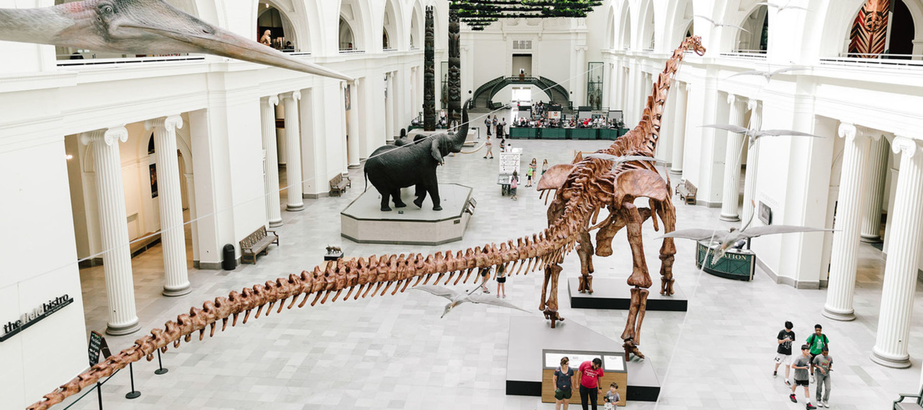 fieldmuseum_maximo-4361_5c6c8c02-5056-a36f-237397bfa957c6c0